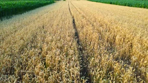 Aerial View of Golden Wheat Field
