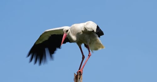 Weißstorch thront auf einer Stange vor blauem Himmel. Die Camargue, Frankreich