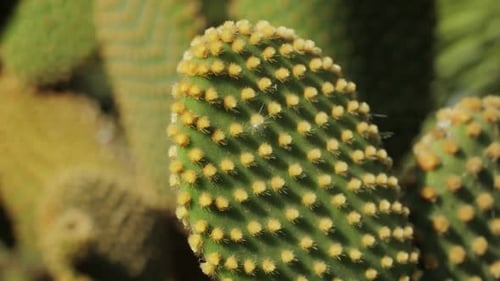 Close Up Green Cactus with Yellow Spines Within a Desert Environment City Park in Barcelona Montjuic