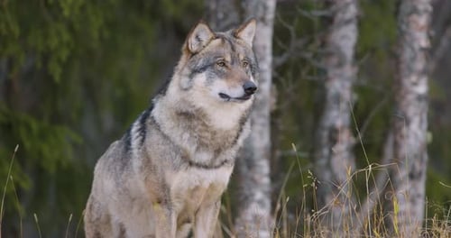 Grand loup gris mâle concentré debout dans la forêt
