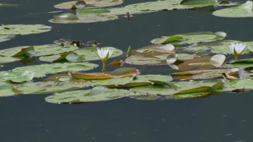 Water lily blooming on pond surface