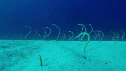 Long, Spotted Garden Eels sticking out from sandy bottom and wriggling to catch plankton floating by