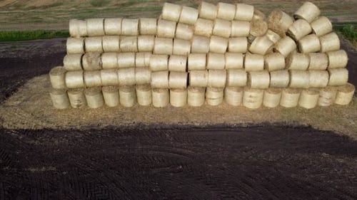 Many Bales Straw Field Many Bales Rolls of Wheat Straw Stacked Together Field