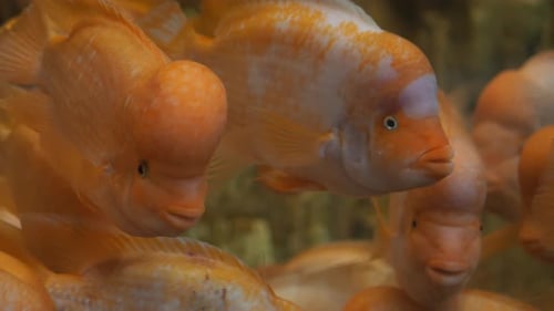 Meeresbiologische Studiengruppe von Fischen, die zusammen in einem Aquarium schwimmen