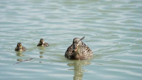 Mallard duck swimming with two ducklings in springtime