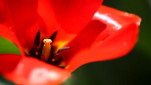 Close-up View of Blooming Red Tulip Flower