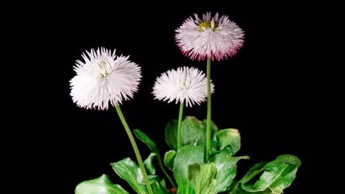 Bellis White Flower blüht im Zeitraffer auf schwarzem Hintergrund. Spring Bellis Perennis
als Garten
