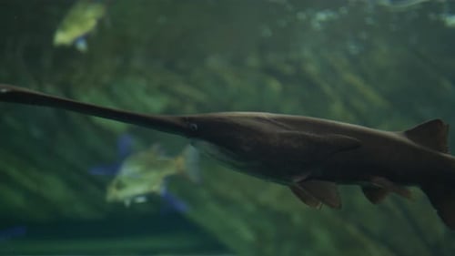Peces con mandíbulas largas nadando en el agua