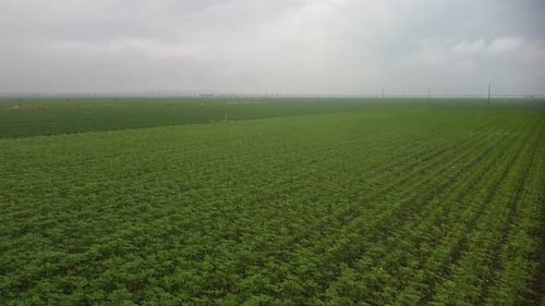 Campo agrícola nublado
