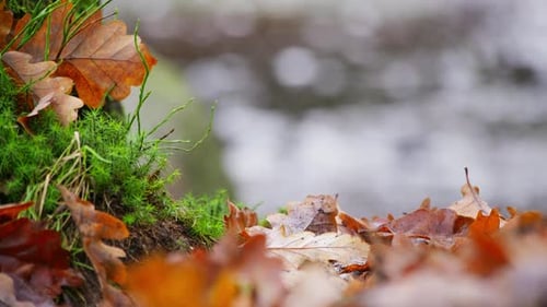 Golden Oak leaves scattered along the riverbank. Ferns with leaves entangled. Close up nature scene
