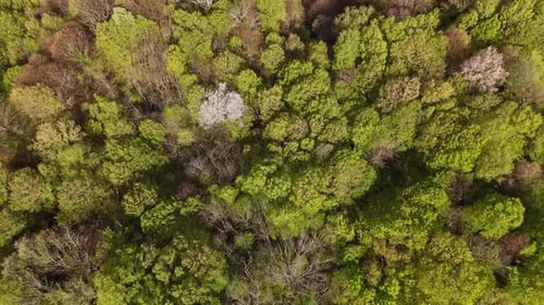 Luftaufnahme einer Waldlandschaft im Frühling