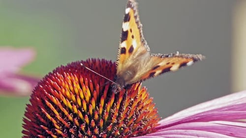 Butterfly Feeds on Purple Coneflower in Close Up