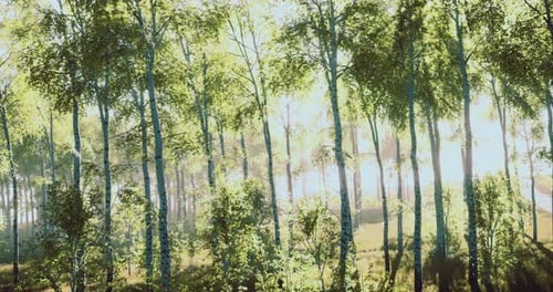 Sunlight Filtering Through Lush Green Trees in a Tranquil Forest