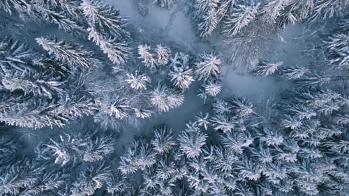 Top Down View Winter Forest Backgournd