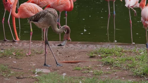 Flamingos of different species walking along the water's edge in a serene park