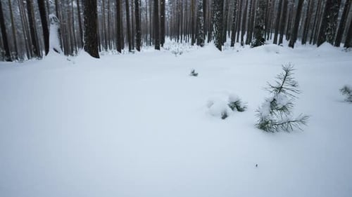 Rotating camera around in winter forest. Media. Circular view around you in wild winter forest.