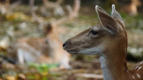 Fallow Deer in Forest.