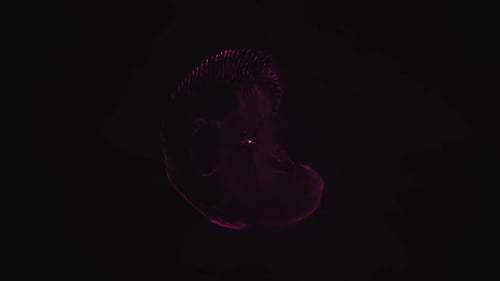 Pink Waving Net Animationshintergrund