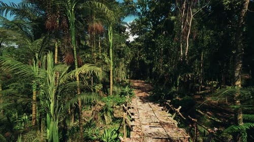 Calm Grove with Slender Trees and Lush Undergrowth Environment