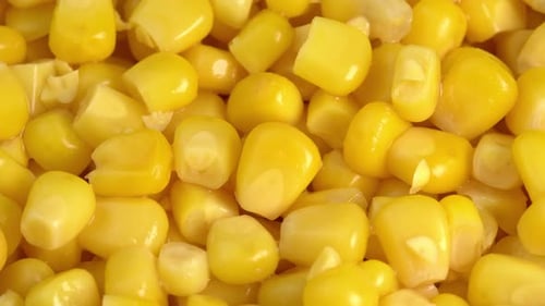 Close Up of Fresh, Yellow Corn Kernels