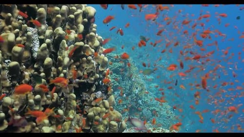 Sumérgete en las profundidades del océano: ve de cerca a un pez de colores nadando en la superficie 4K