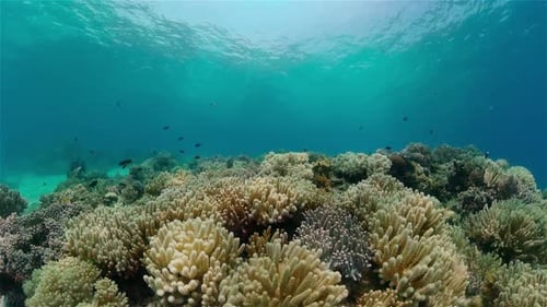 Coral Reef and Tropical Fish Philippines