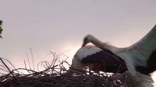 White stork in nest