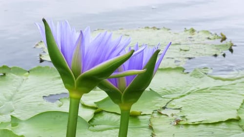 Beautiful purple lotus flower, Violet lotus blooming in the pond, Closeup lotus flower, Lotus
