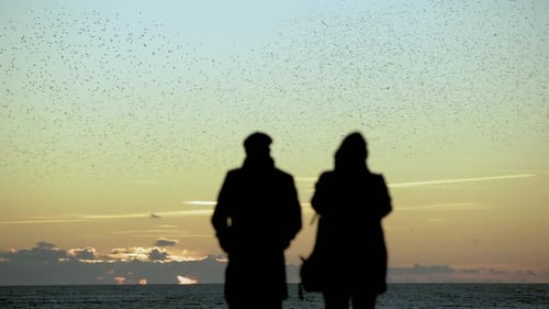 Duas pessoas observam um grande bando de pássaros voar em uníssono sobre o oceano ao entardecer