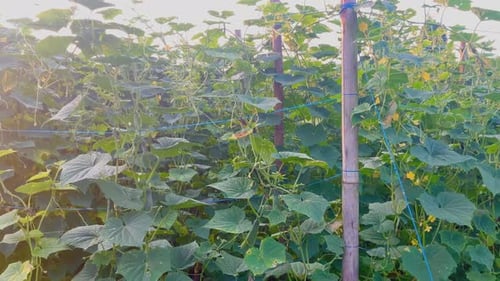 Fresh cucumber plants are green