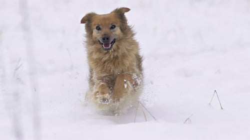 Dog Running in Snow on Winter Day
