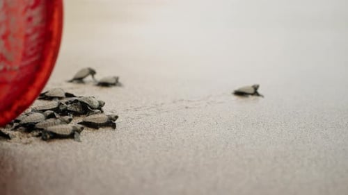 Baby Sea Turtles Scuttle Across Sandy Beach From Hatchery to Ocean at Sunrise Hatchlings Journey