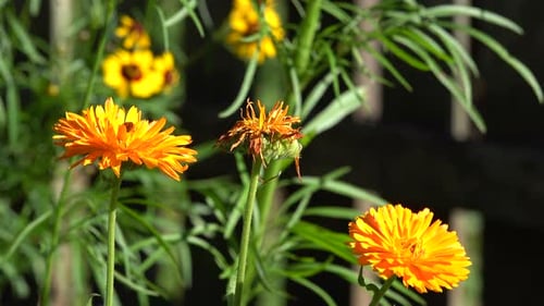 Wilde Blumen in einem Landgarten.
