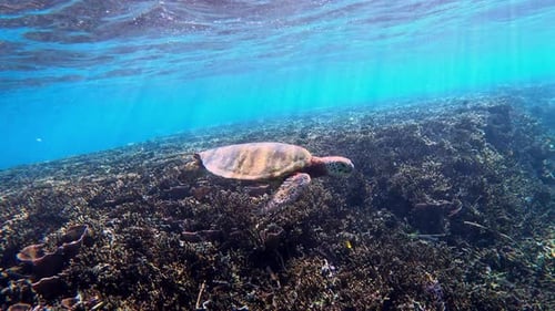 A Sea Turtle Swimming Over A Coral Reef. underwater, side view.