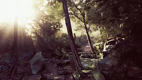 Sunlight Streaming Through Tropical Forest in Fog