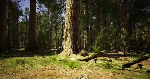 Vibrant Forest with Tall Trees and Bright Undergrowth in Sunlight