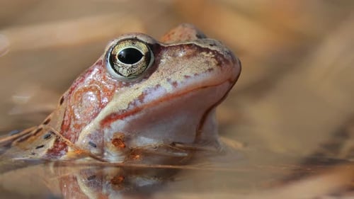 Brown frog (Rana temporaria) close-up in a pond.