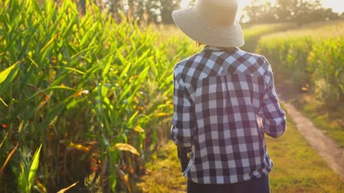 Female Farmer with Plastic Harvest Box Explores Corn Stems While Going at Field Adult Beautiful