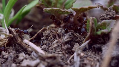 Busy Ants Moving Around Small Plant
