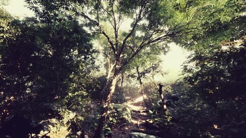 Belle clairière verdoyante à la lumière du soleil