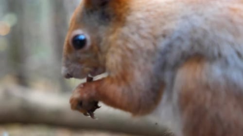 Close Up of Wild Fluffy Squirrel Eating Found Walnuts at Autumn Park Cute Brown Rodent Gnawing Nuts