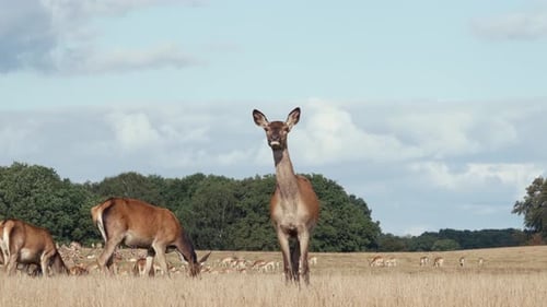Deer eating and looking at camera. Herd of deer on meadow against blue sky.
