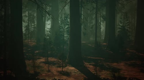 Sequoia Forest Majestic Tall Trees in Abundant Forest