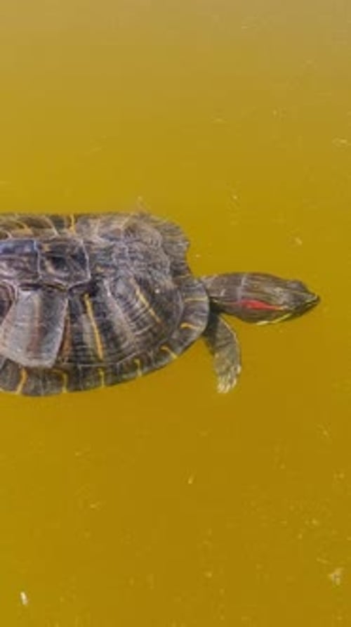 Vue aérienne de Pond Slider flotte lentement à la surface de l'eau et mange du pain