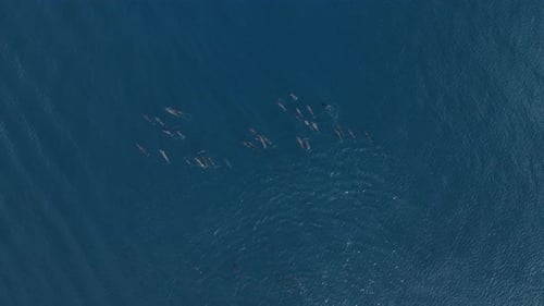 Aerial View of Dolphins in the Sea