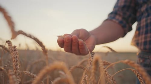 Farmer Inspecting Wheat Crop During Golden Hour
