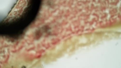 Microscopic View of Organic Cells and Particles Flowing