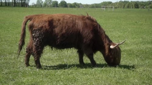 Highland Cow Grazing in a Green Meadow