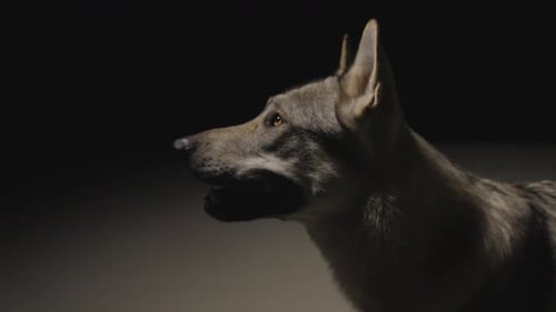 Wolfhound in dark Studio Environment