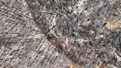 Top Down Aerial View of Apocalyptic Landscape After Wildfire, Burnt Forest and Charred Trees, High A